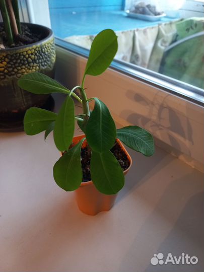 Комнатные цветы