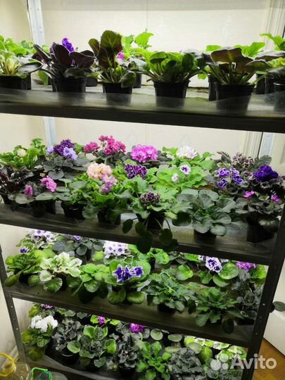 Сортовые фиалки