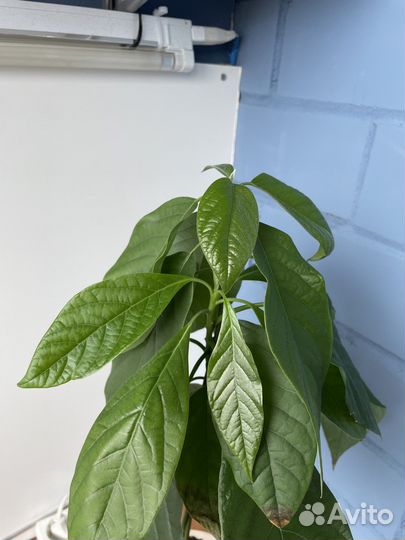 Авокадо переплетенное