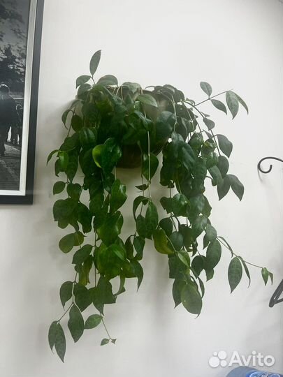 Эсхинантус мраморный marmoratus