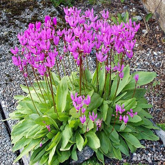 Додекатион цветок