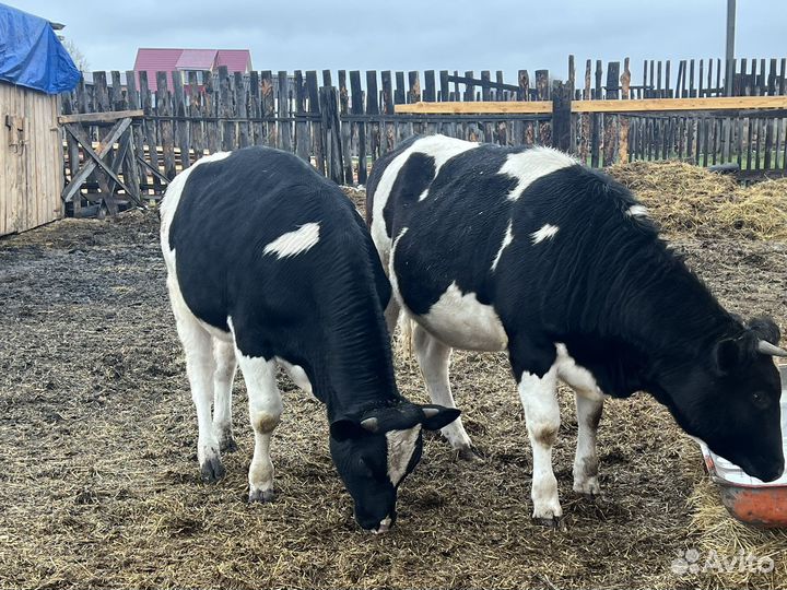 Бык и телка