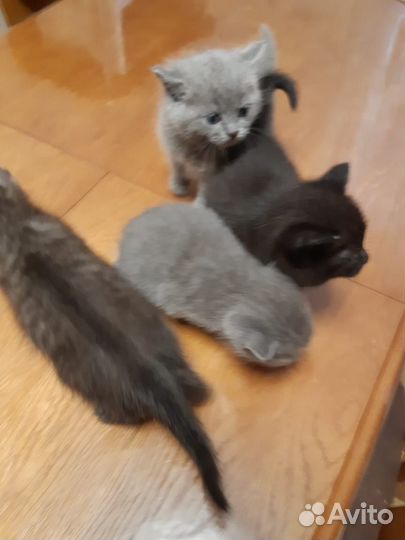 Котята домашние приучены к лотку