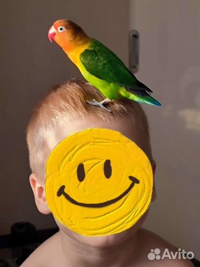 Пара попугаев неразлучников