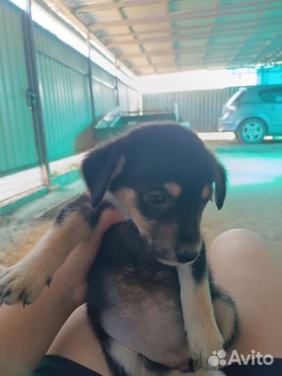 Отдам щенка в добрые руки бесплатно