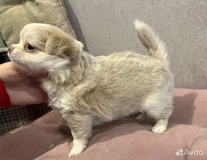 Щенок чихуахуа
