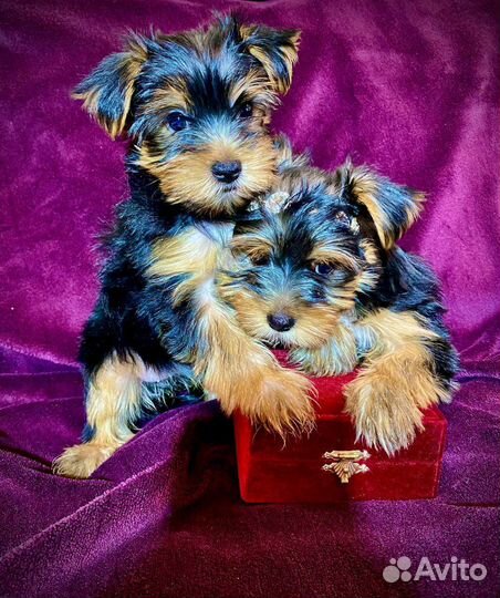 Йоркширский терьер