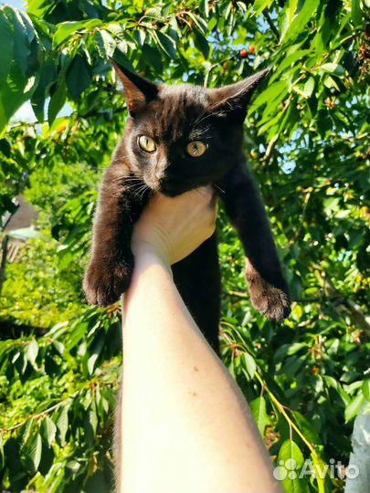 Котенок черный на удачу