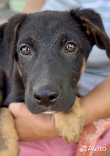 Щенок в добрые руки