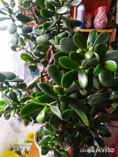 Толстянка, филодендрон