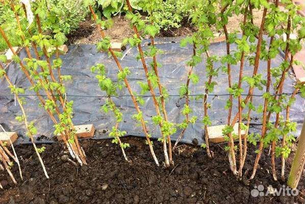 Малина Карамелька, Сказка, Патриция