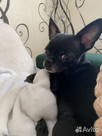 Щенок чихуахуа мини