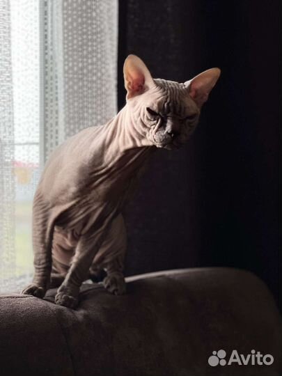 Донской сфинкс. Вязка