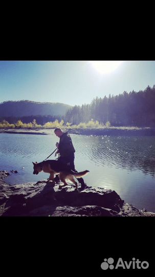 Немецкая овчарка вязка