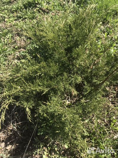 Можжевельник стланниковый