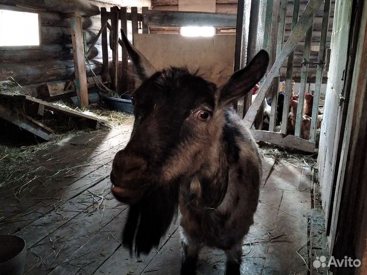 Отдам в хорошие руки козу и приплод