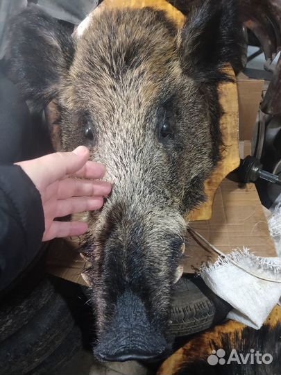 Чучело головы кабана