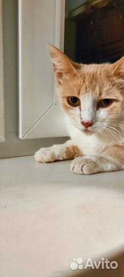 Милая Лизонька ищет свою семью