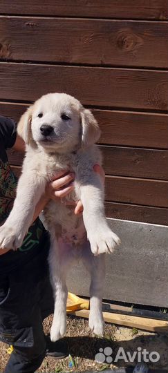 Щенки Метисы 1,5 месяца