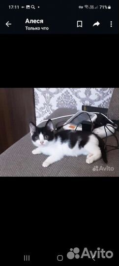 Котята в добрые руки бесплатно