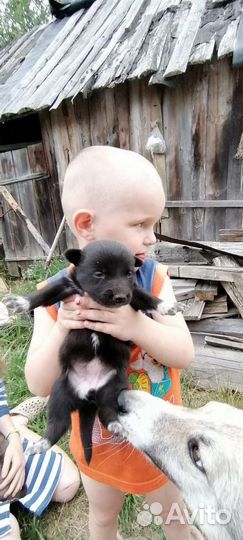 Домашние животные собаки