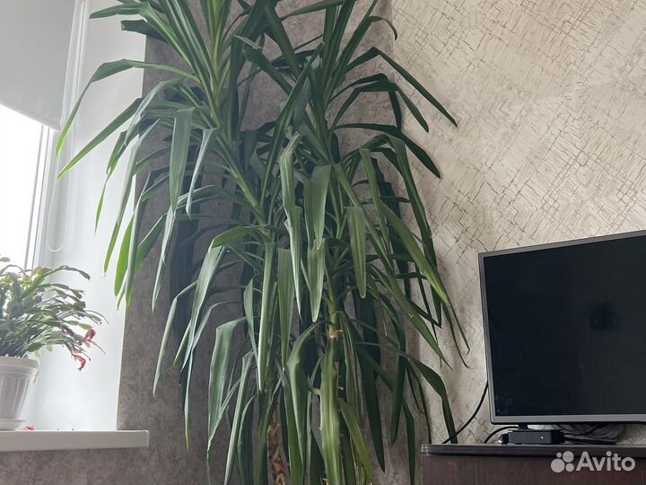 Пальма Драцена