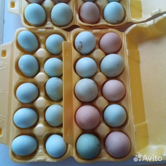 Домашние куриные яйца