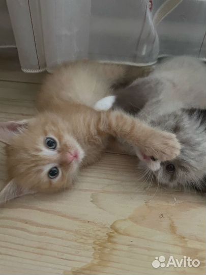 Котик в добрые руки