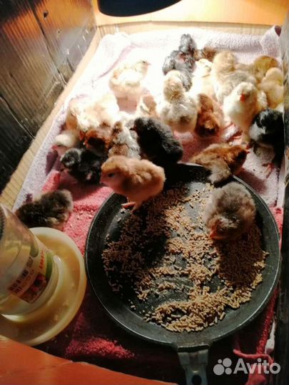 Цыплята брама