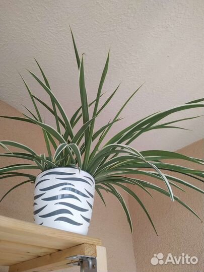 Хлорофитум хохлатый