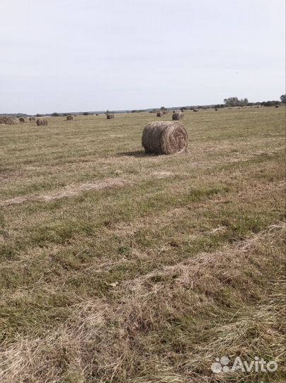 Сено в рулонах