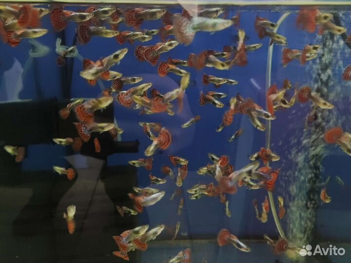 Аквариум на рыба оптом и в розницу