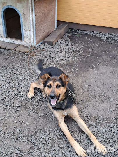 Собака для охраны