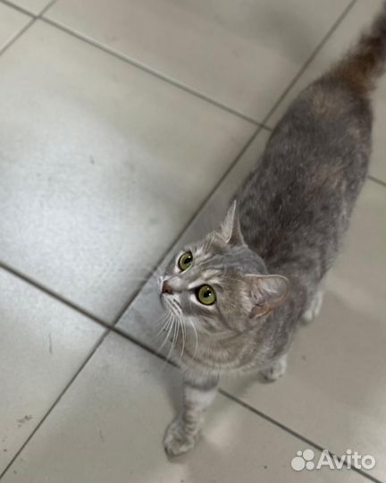 Отдам кота в добрые руки