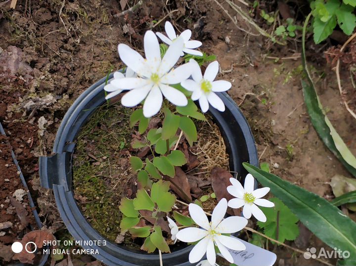 Редкие растения для сада