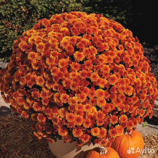 Хризантема мультифлора