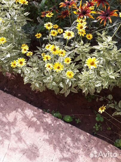 Гелиопсис пестролистный