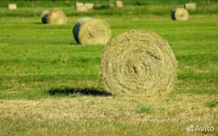 Продаётся люцерна