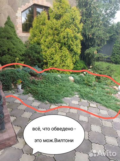 Можжевельники 3 вида