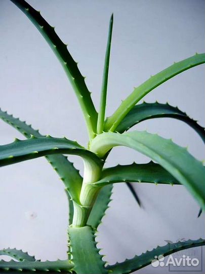 Алое древовидное лечебное