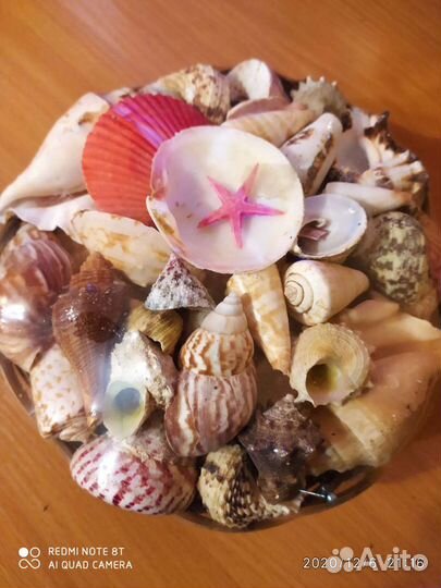 Набор морских ракушек + коралл