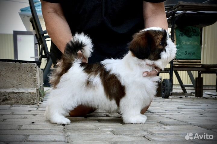 Щенки ши-тцу