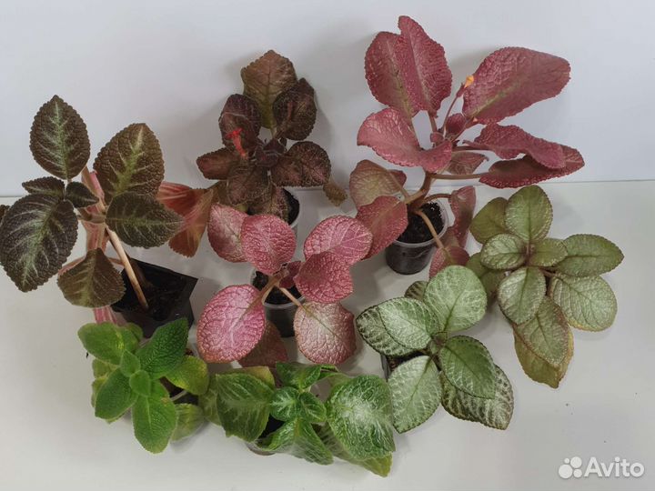 Комнатные цветы