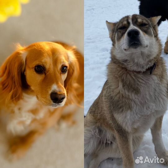 Щенок полуспаниель