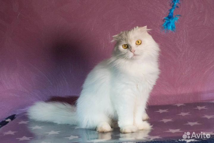 Кошка белая