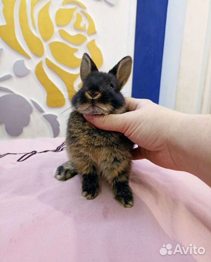 Декоративный карликовый кролик