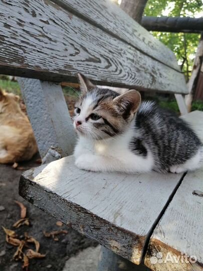 Котенок - Девочка