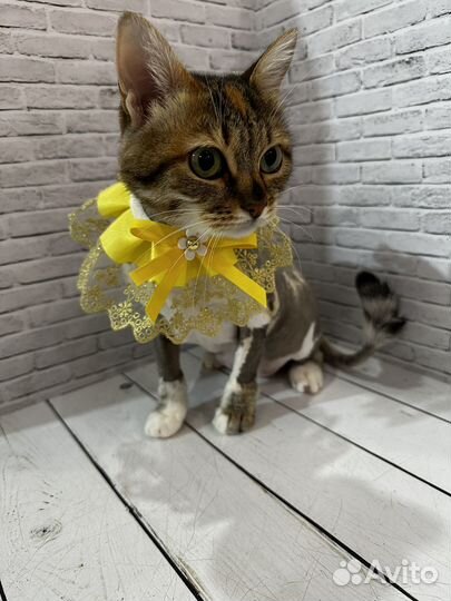 Стрижка собак и кошек