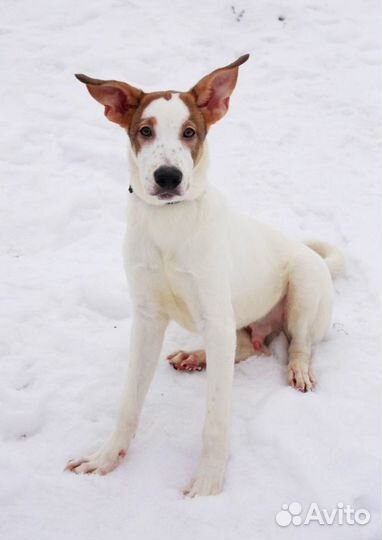 Щенок Бублик (метис охотничьей) в поисках дома