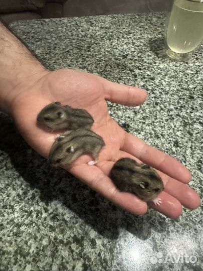 Джунгарский хомяк